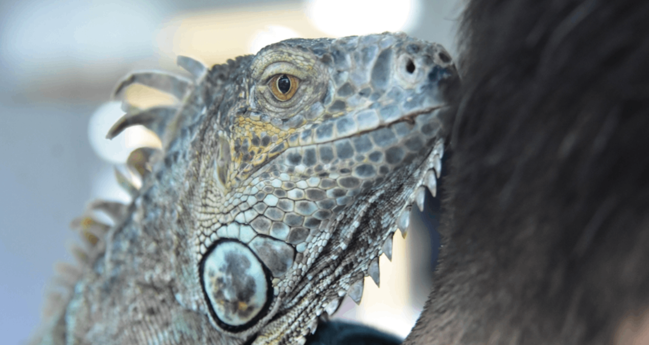 Konya’daki kuaför müşterilerini iguana ile tıraş ediyor