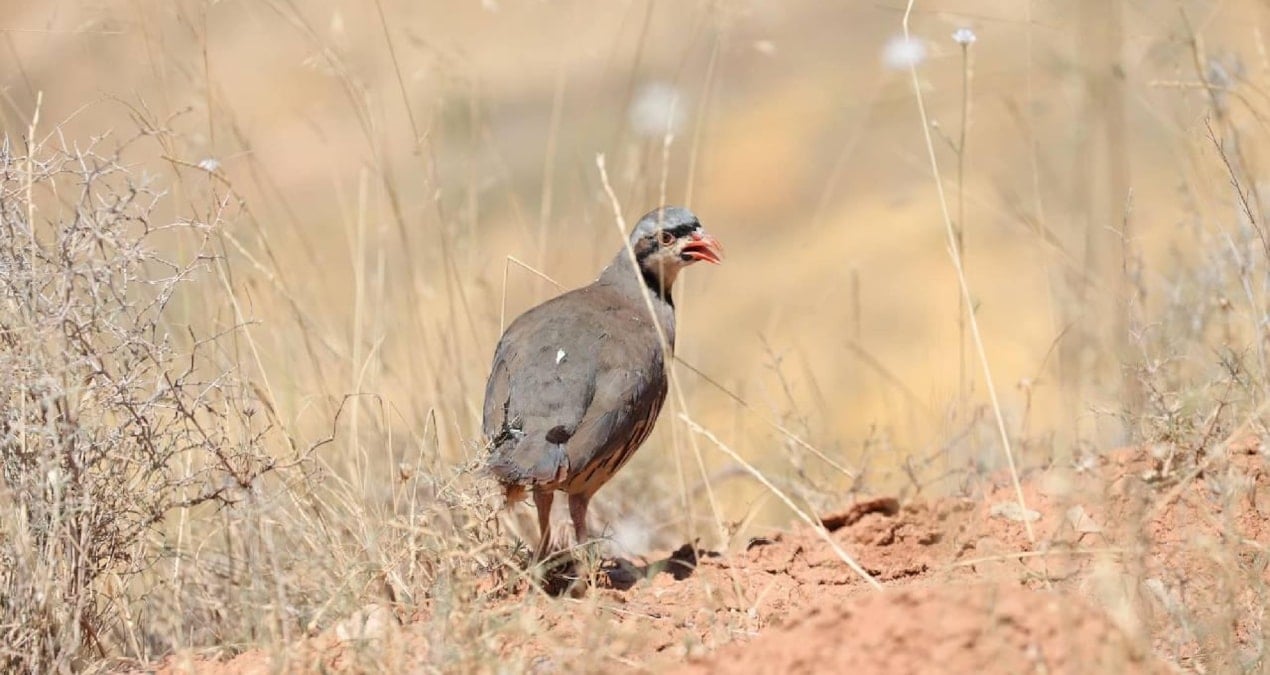 konyadaki tesiste 7 yilda 100 bin civarinda keklik uretildi AzKWU7Ay