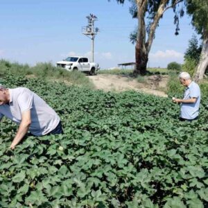 sokede pamuk tarlalari umut veriyor sv55ghZ1