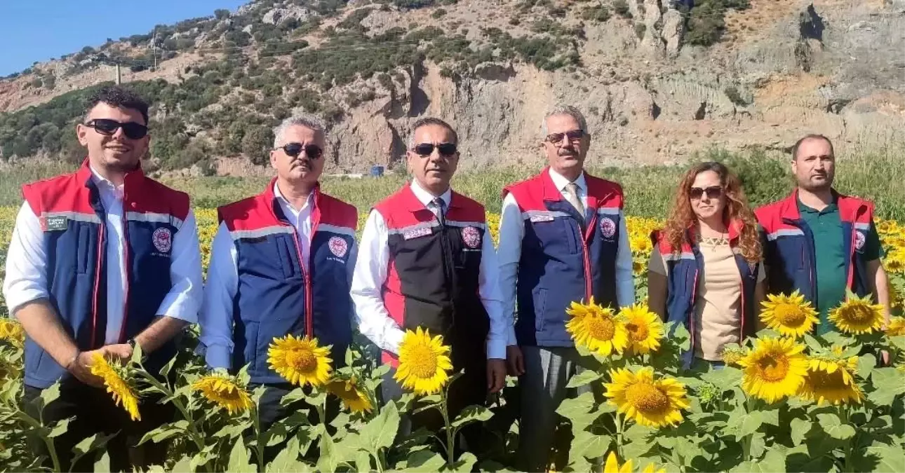 aydinda aycicegi ekimi 95 bin dekar yK6GcmYP