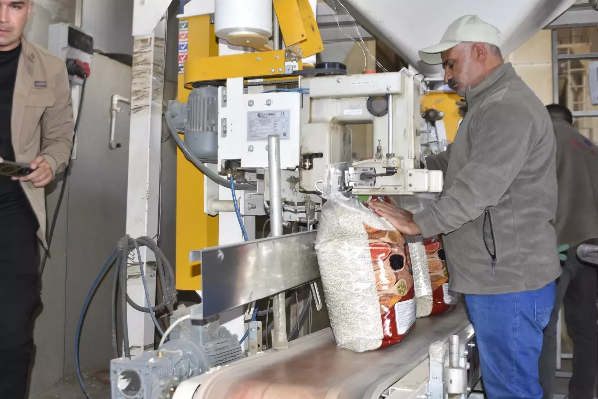 bitliste kuru fasulye hasadi basladi E3AXIyBF