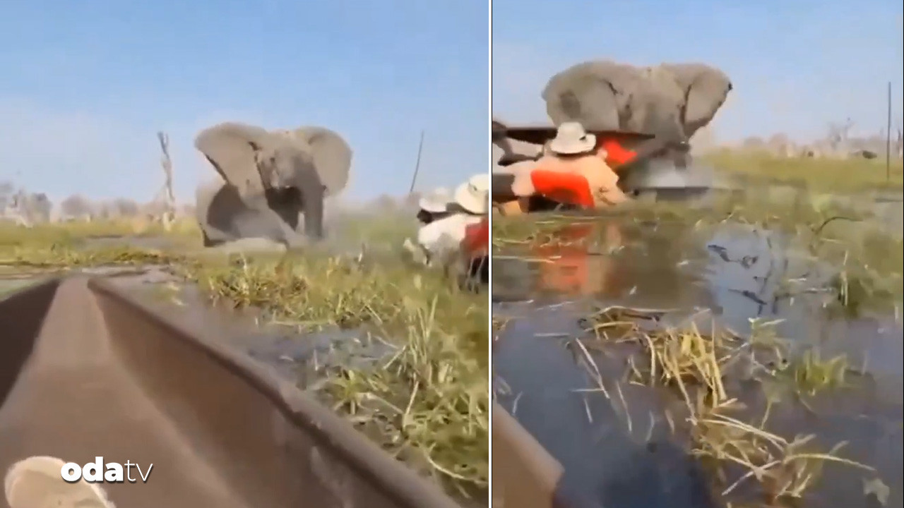 fil saldirisi kameraya yansidi 2TLFeN8P