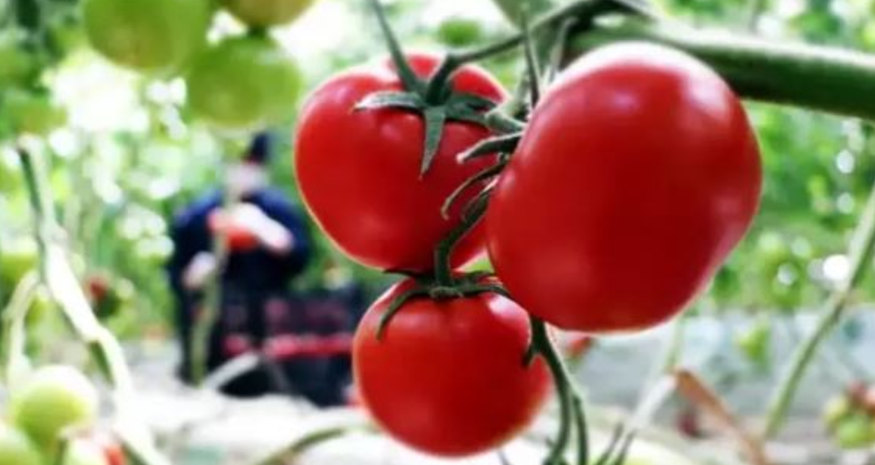 tarlada 6 lira olan domates sofrada 40 lira Fz17cnjL