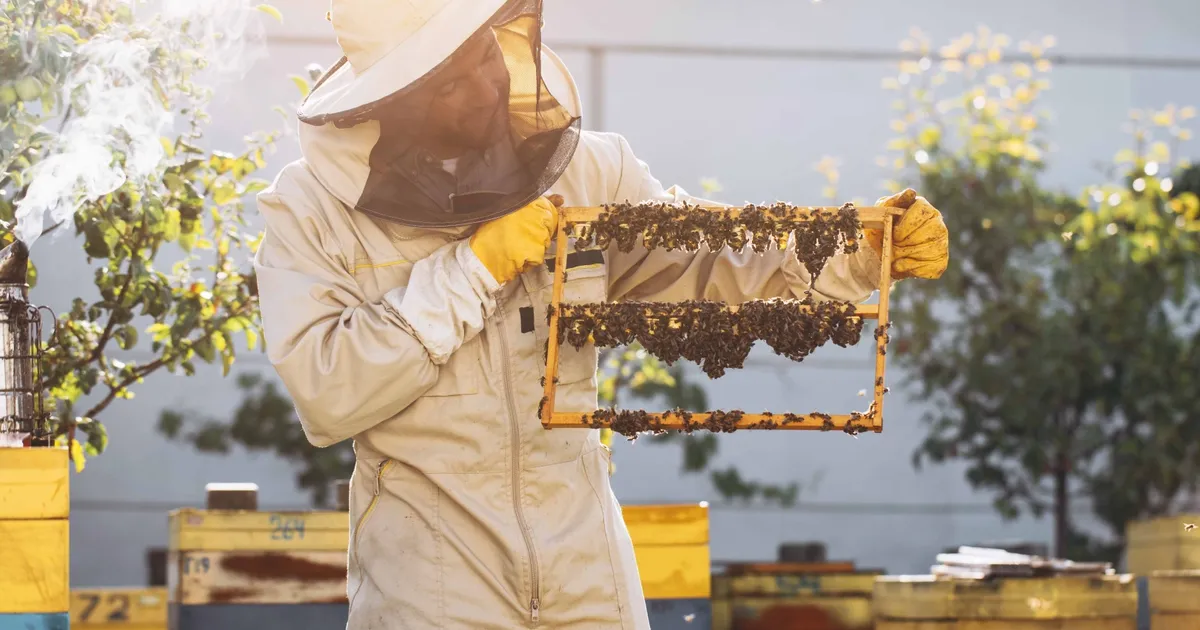 kralice ariyi uzun yasatan ari sutu insanlar icin de saglik kalkani eMUFFlzl.webp