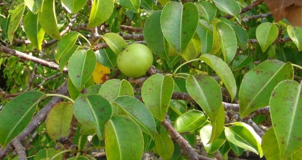 bu-agacin-meyvesine-sakin-aldanmayin-cok-zehirli-lPCRUagm