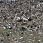 yaban-domuzlari-ciftcilerin-kabusu-zyR7TK52