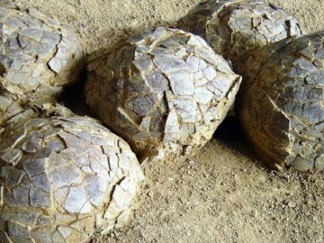 Fransa’da 70 Milyon Yıllık Dinozor Yumurtaları Keşfedildi: Jurassic Park Gerçek Oluyor Mu?