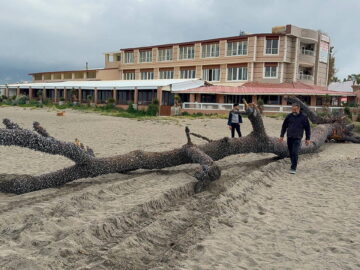 Sahile Vuran 15 Metrelik Çam Ağacı İlgi Odağı Oldu