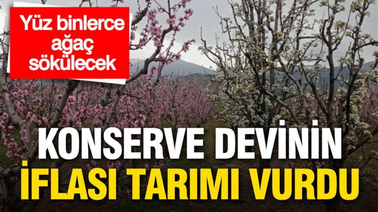 konserve-devinin-iflasi-tarimi-vurdu-yuz-binlerce-agac-sokulecek-DGdEXptq